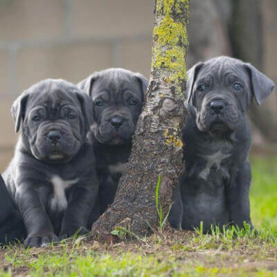 How to Get a Cane Corso Puppy in the USA